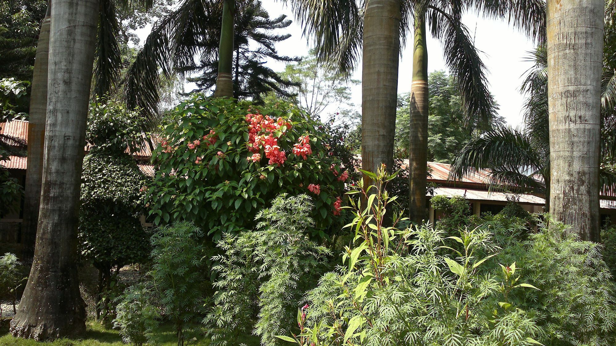 Hotel Ama Garden Sauraha Exterior foto